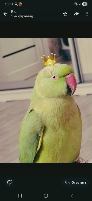 Красавец ожарелый попугай