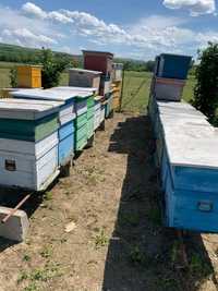 Vand lazi de albine folosite