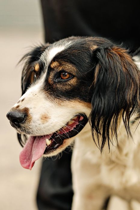 Собачка ищет любящий дом