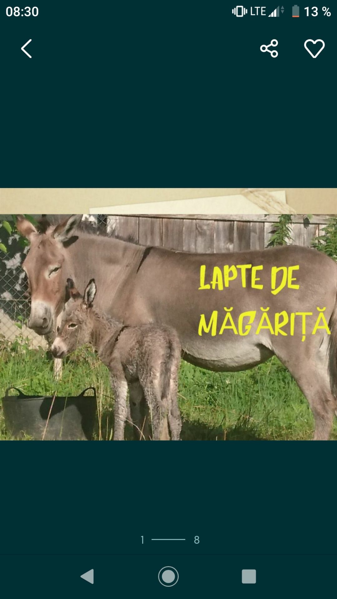 Lapte de magarita