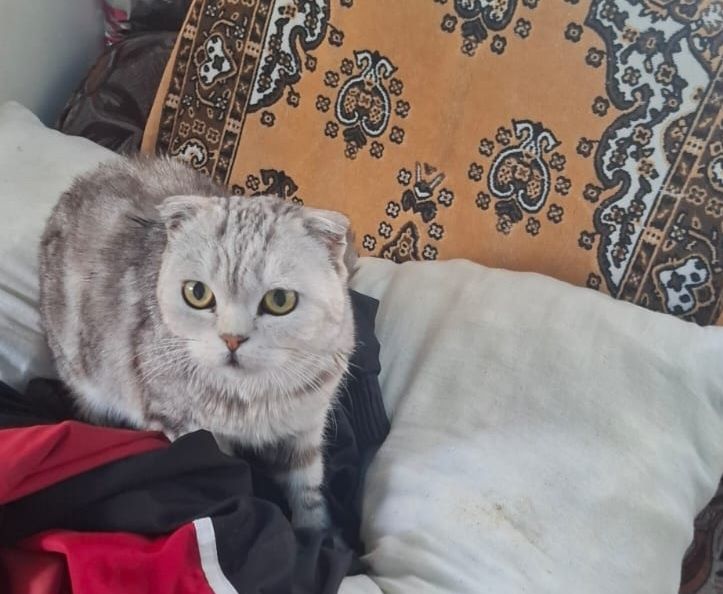 Отдам в добрые руки