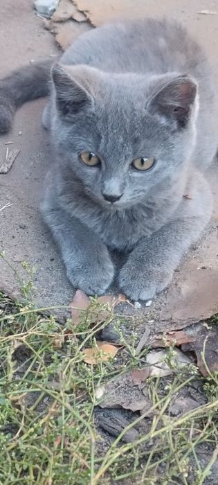 Котята ищут заботливую семью , активные, к лотку приучены