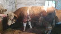 Vand taur varsta 2 ani si 7 luni 930-960kg