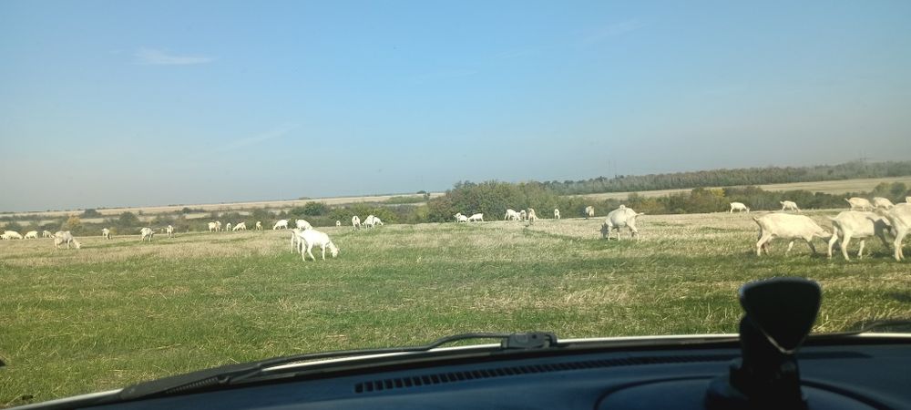 Кози ББМ под селекция