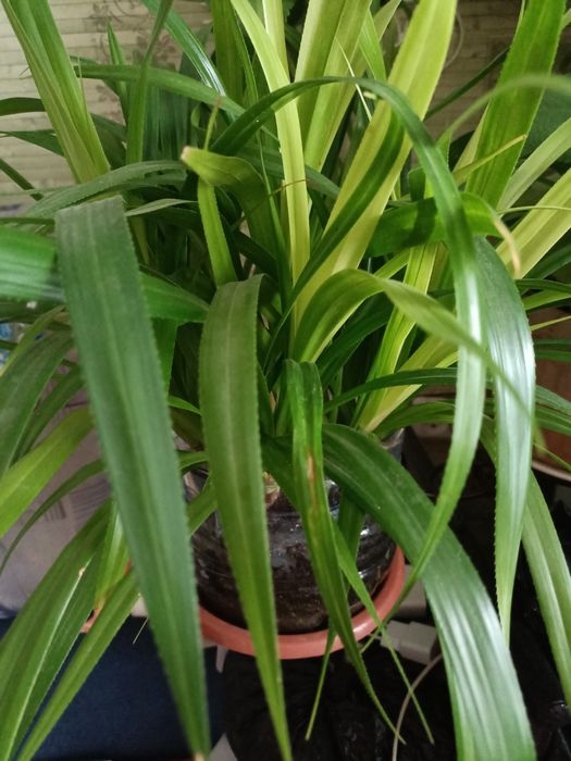 Цветок комнатный зелёный пышный для интерьера