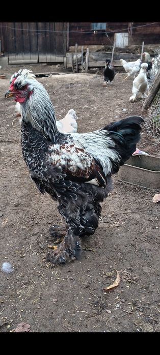 Vând cocoșel moțat bsi încălțat de cinci luni