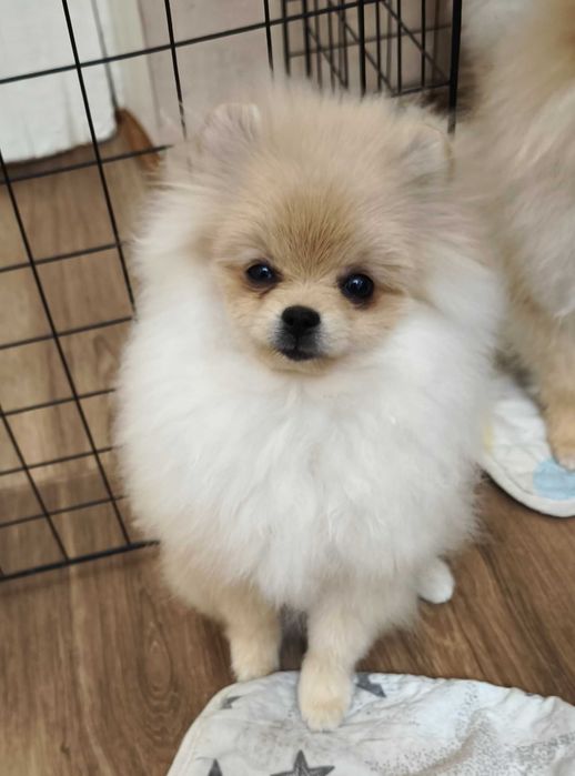 Щенок померанского шпица