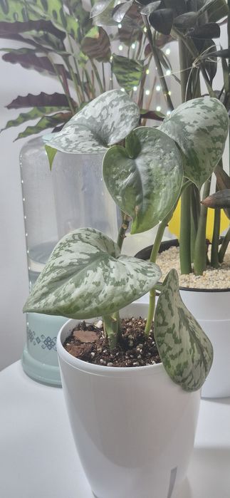 Scindapsus pictus trebie/plante apartament/plante agatatoare