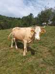 Vaca de vânzare bălțată românească,foarte cuminte si buna de lapte