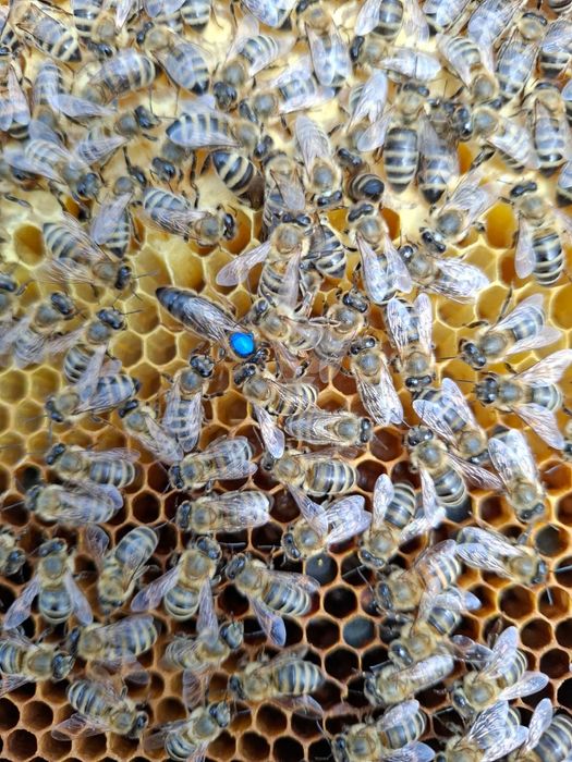 Mătci Selecționate (65lei), familii si roiuri