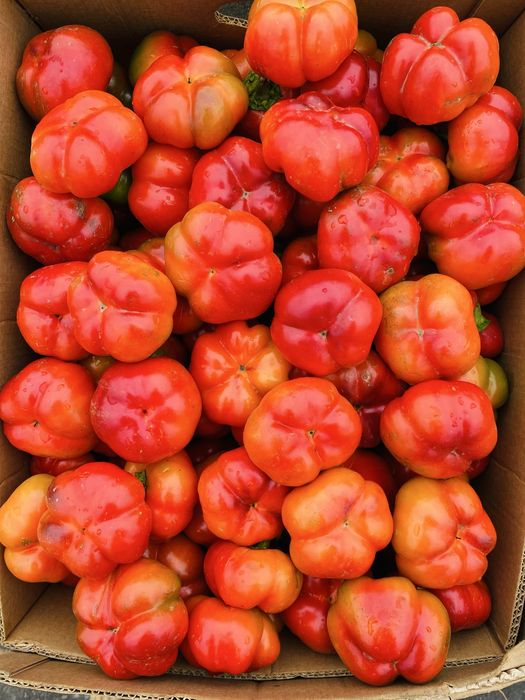 Gogoșari de vânzare