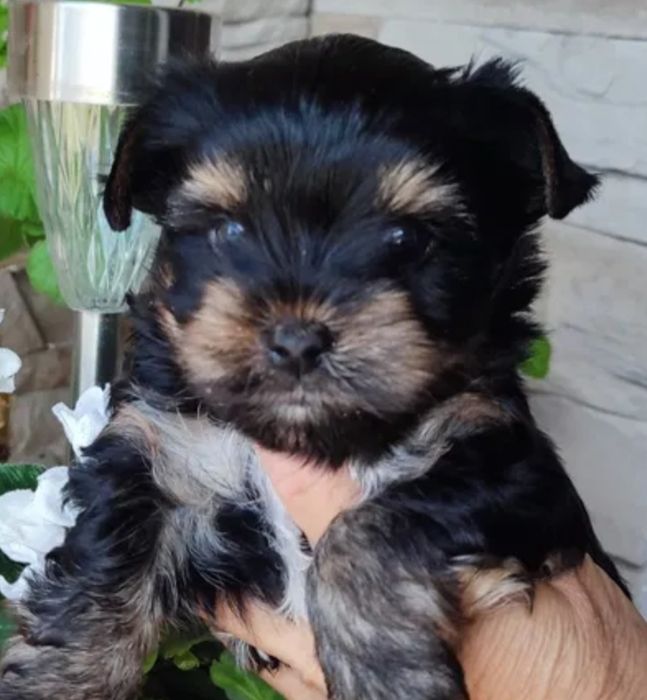 Bichon  havanez  fetiță 450 lei