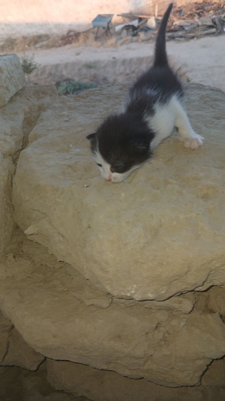 Котята бесплатно