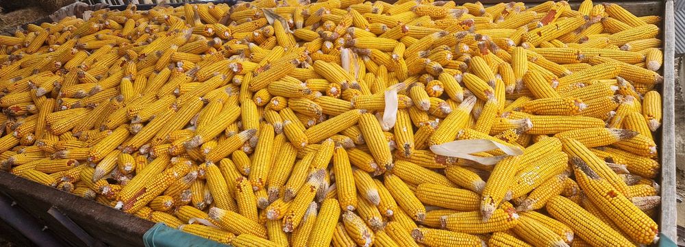 Porumb știulet 2025