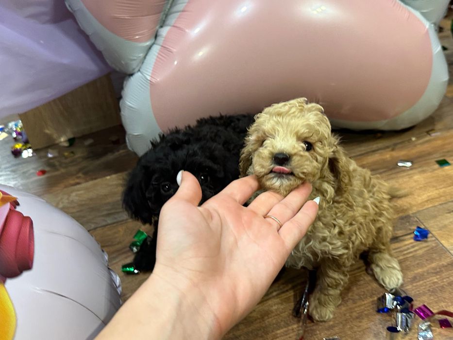 Пудел той пудели