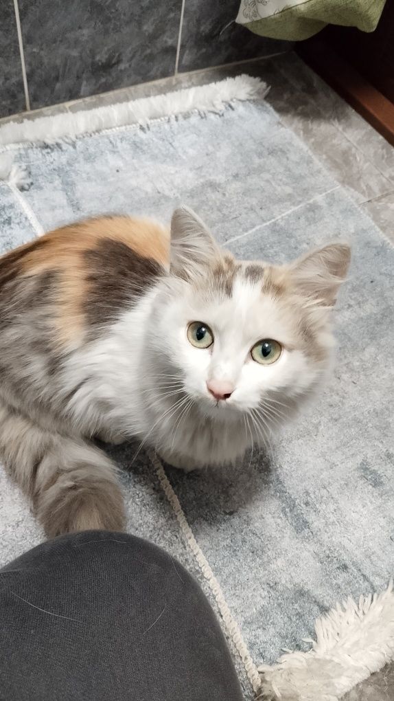 Отдам котенка в добрые руки