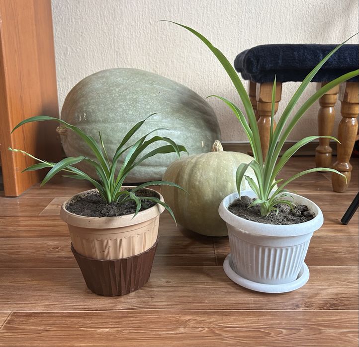 Продам одно из полезных комнатных растений хлорофитум