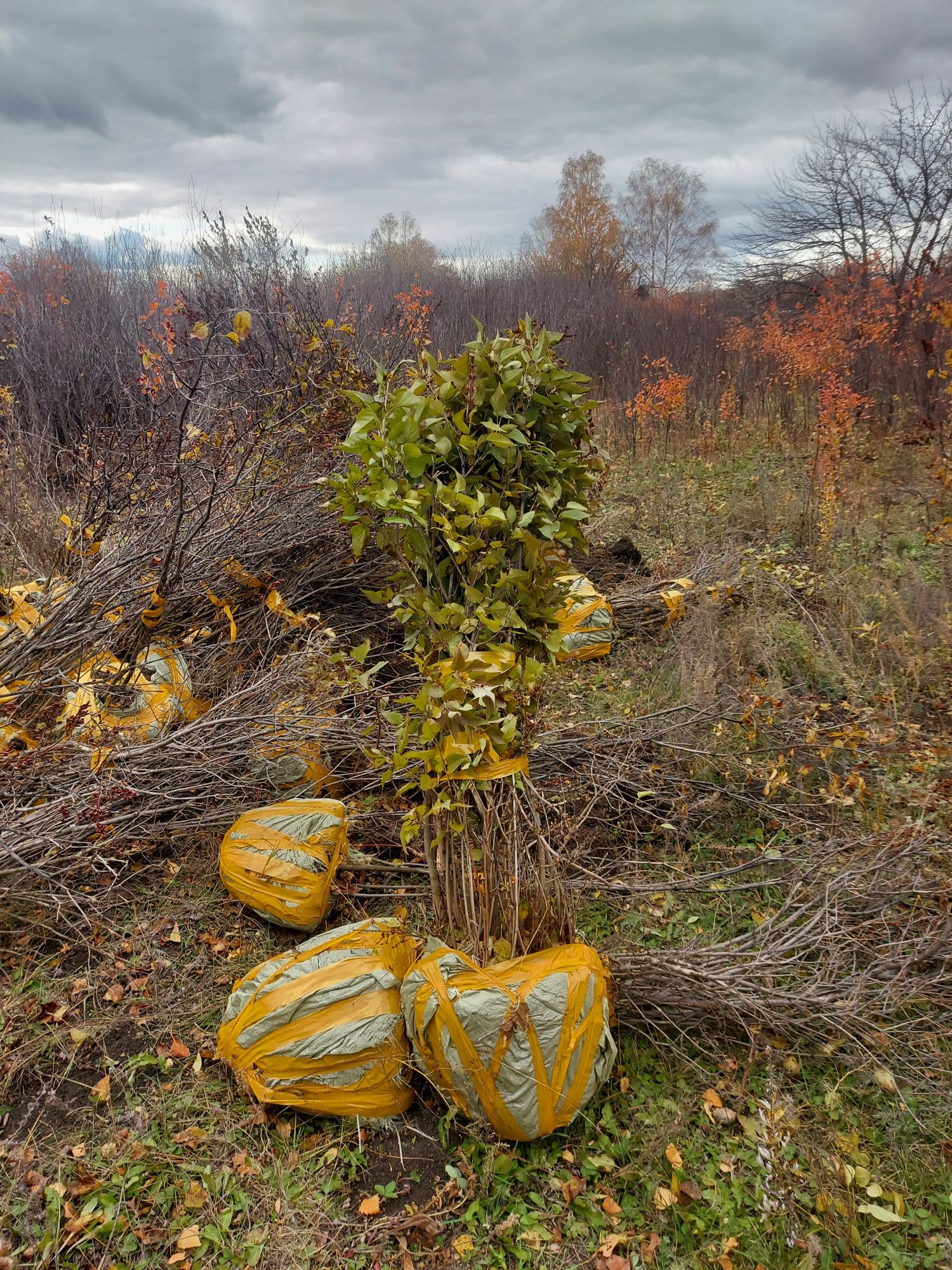 Саженцы . Озиленения . Агаш отыргызу .