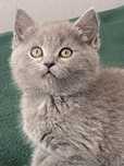 British shorthair baietel blue