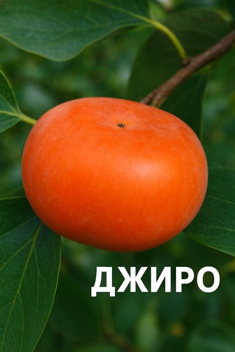 Райска ябълка Налични 4 сорта