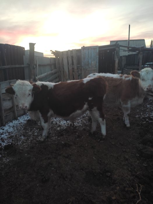 Бұзау сатылады (10 айлық)