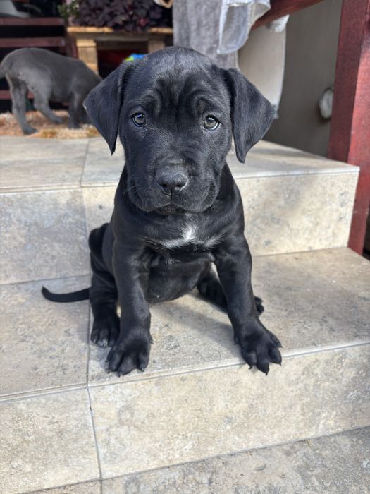 Cane corso  pui