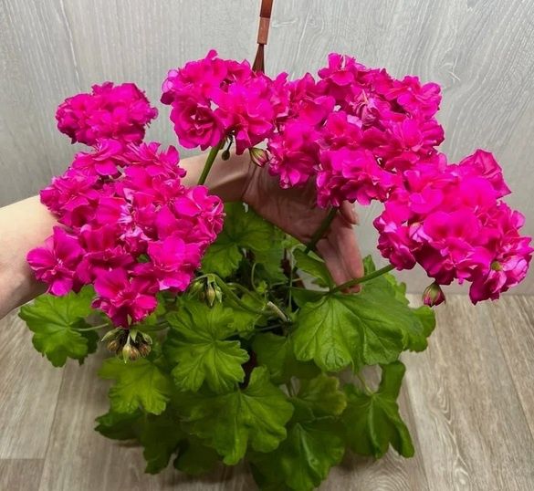 Продам пеларгонию Ириол Эйфория