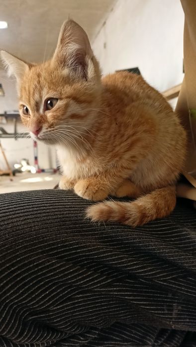 Хонаки (домашние) мушук боласи