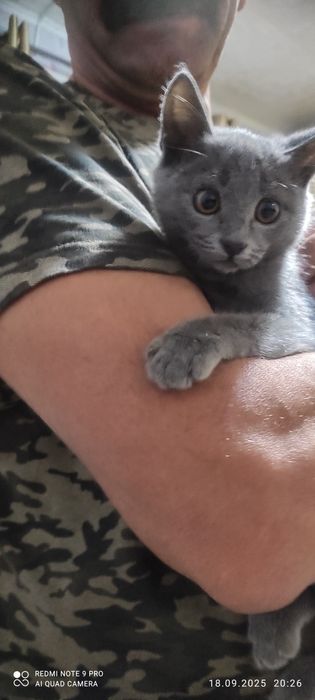 Отдам котят в добрые руки