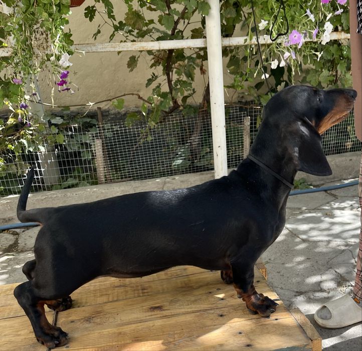 Продаются щенки Таксы гладкошерстной черно-подпалый окрас