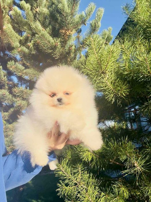 Pomeranian Spitz mini