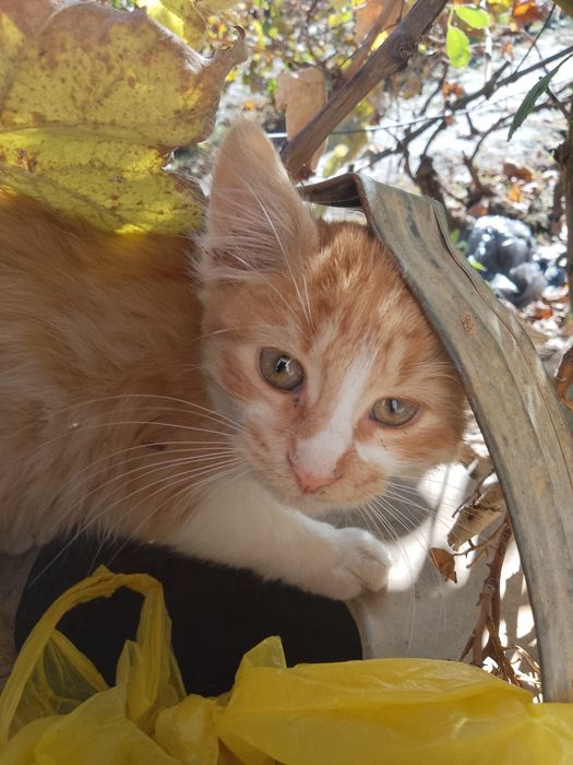 Подарявам котенца