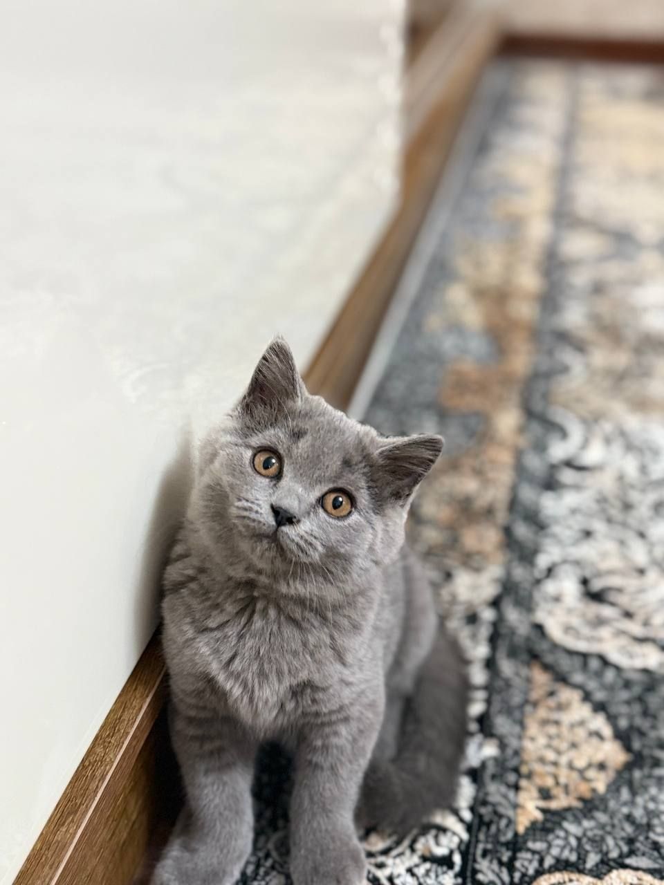 Скотиш страйт чистокровная
