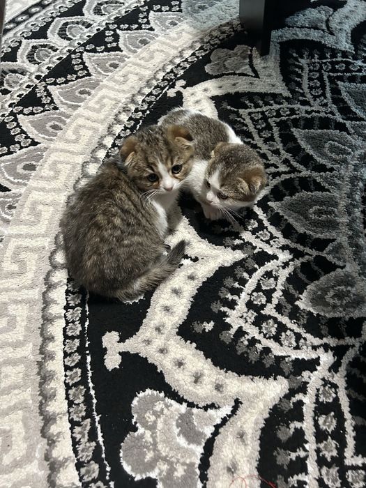 Шотландски британски чинчила котета