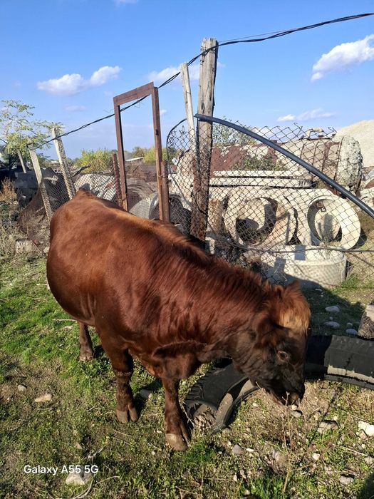 Телета за угояване Абърдийн