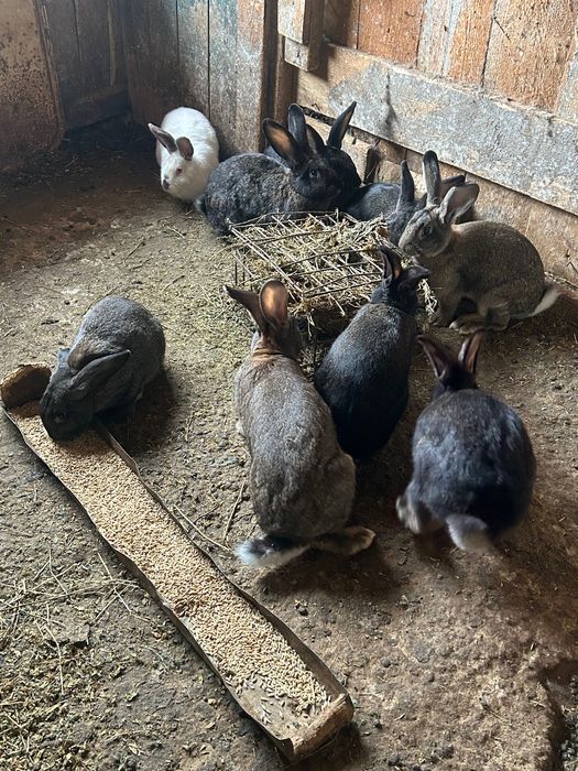 Свободни женски зайци за разполод