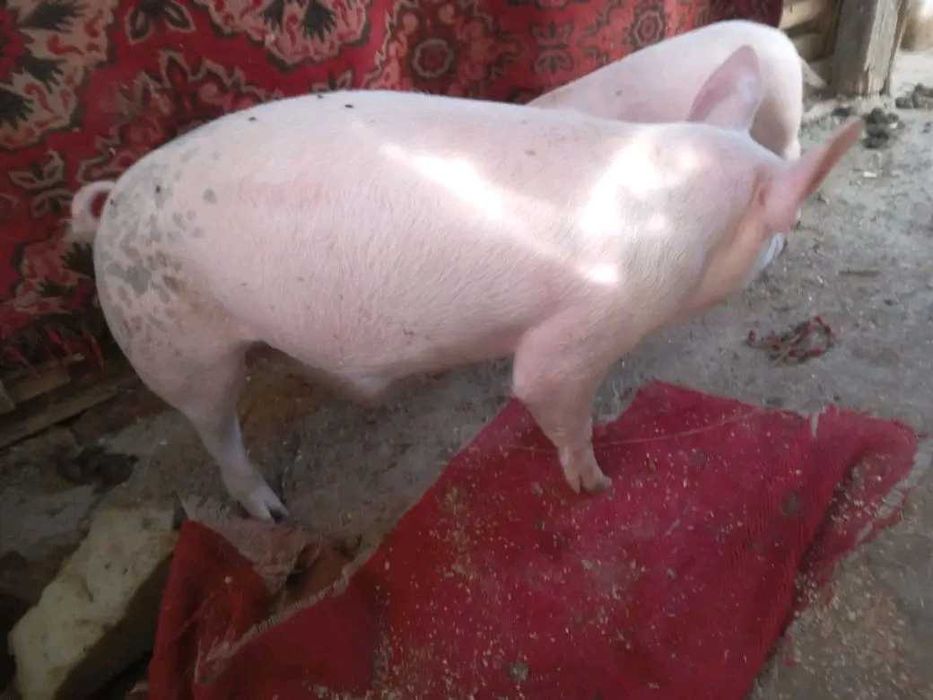 Град Шумен само сериозни обаждания