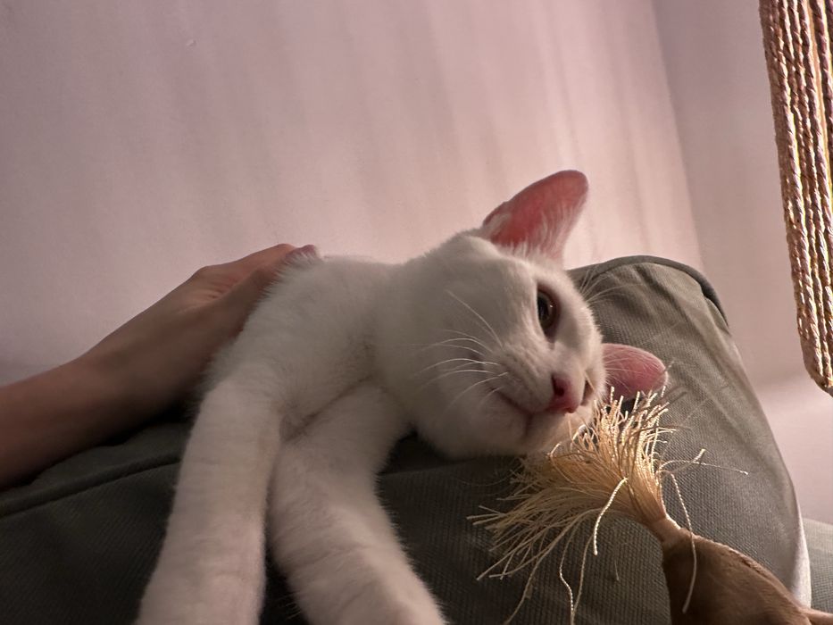 Pisic pentru adoptie