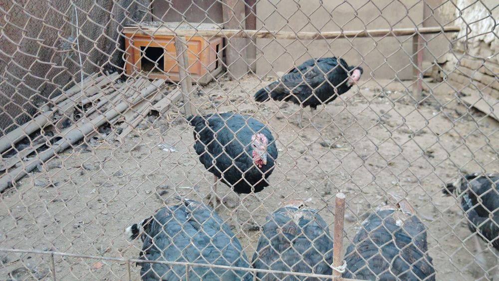 Kurkalar sotiladi yirik zotli kurkalar