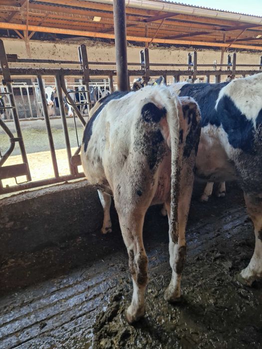 Vindem Tineret- Femele- Holstein, GESTANTE- 43 capete