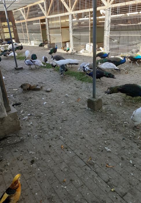 Vand pauni si fazani