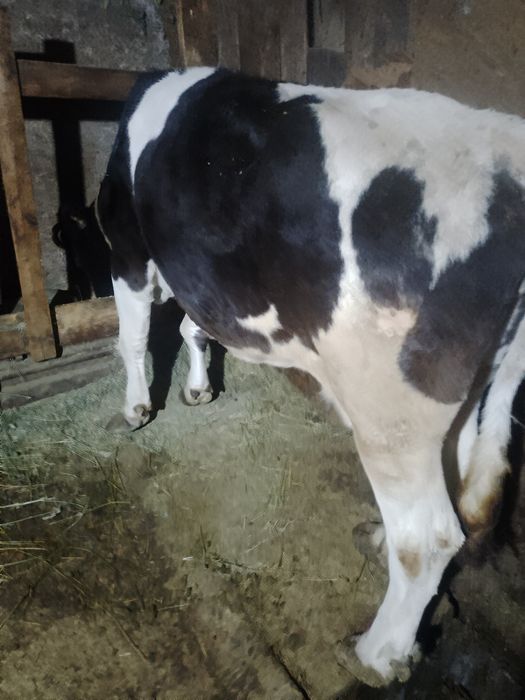 Продам корову...