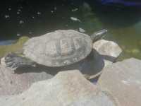 Broască țestoasă