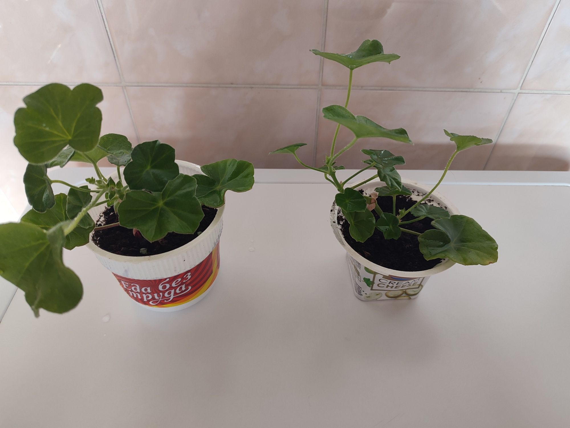 Продам комнатные цветы