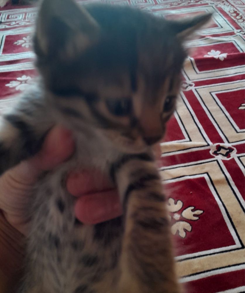 Кошка и её котята