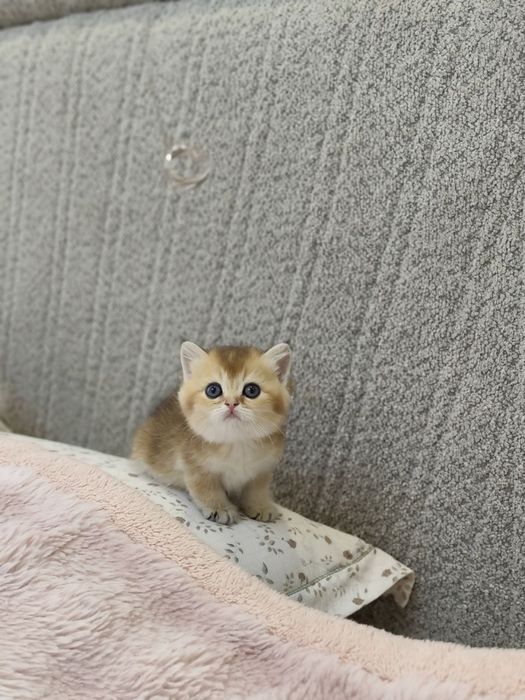 На продаже золотый шиншиллы