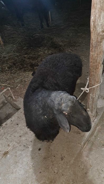 Катта соглом кора кучкор сотилади 2йош