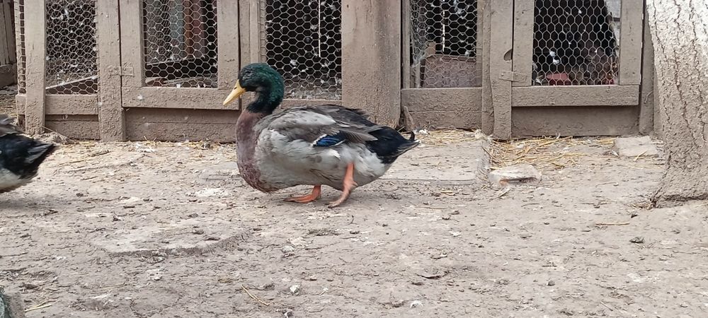 Rațoi Rouen tânăr