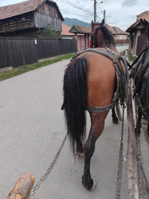 Andrei ionela dumitru