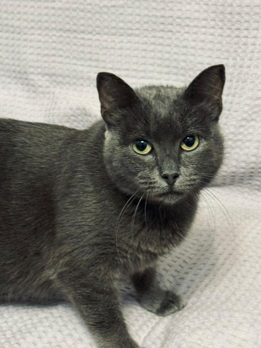 Отдам кошку- КОЫСОЛОВА стерилизованную, оочень ласковую, пародистую